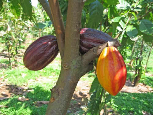 Cacao1