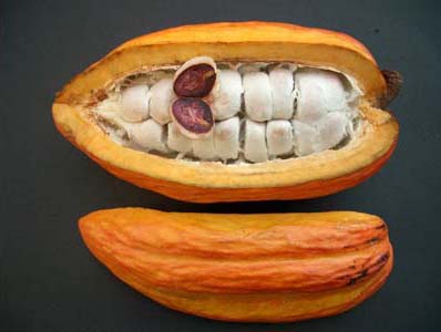 Cacao2