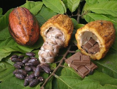 Cacao3