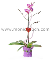 monica duch-5